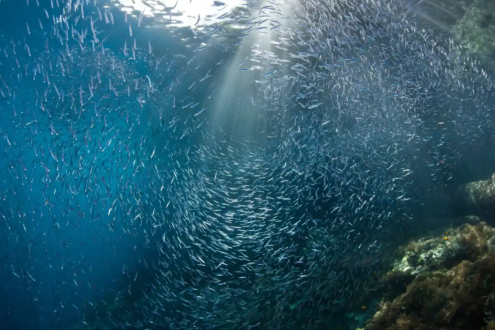 School of fish at Batu Bolong dive site, Komodo