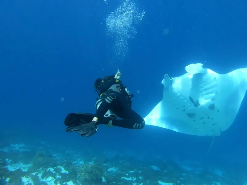 Best Komodo Diving Sites On A Private Liveaboard