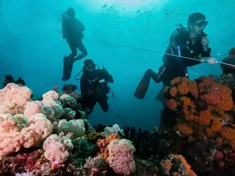 Diving vs Snorkeling: Choosing the Right Komodo Private Cruise Style