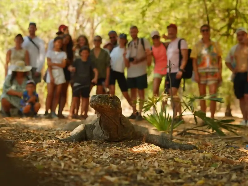 Komodo dragon on Komodo Island, Komodo National Park