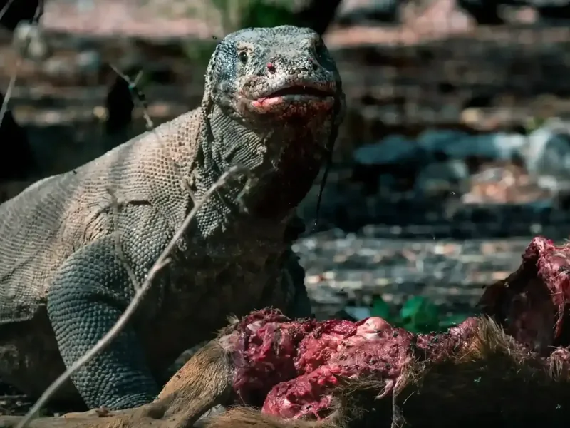 Komodo vs Rinca: Where to See Komodo Dragons on a Private Cruise
