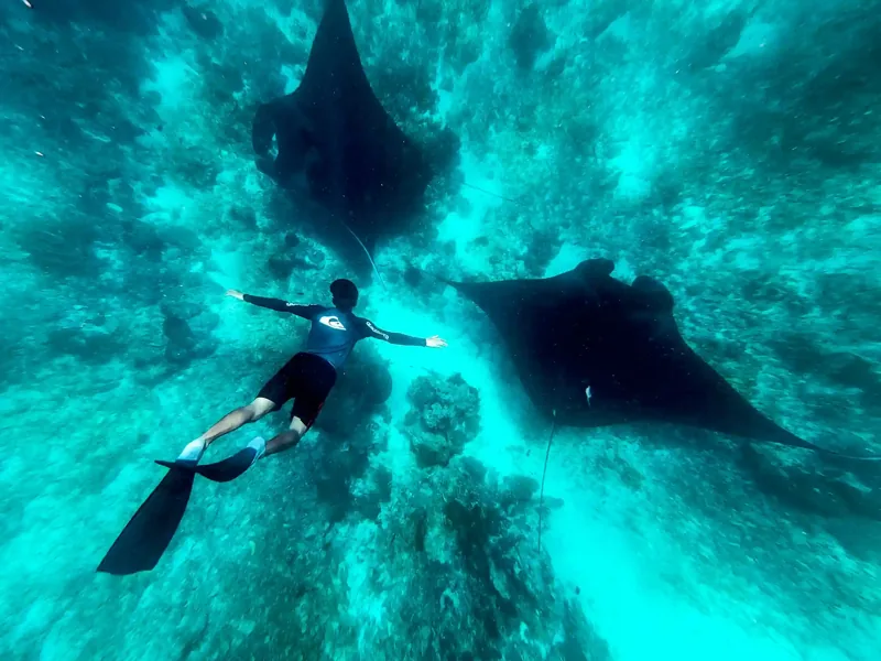 Manta Point and Top Snorkeling Spots on a Komodo Private Cruise