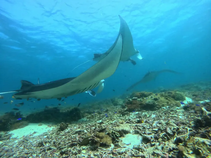 Manta ray gliding over the reef at Manta Point, Komodo