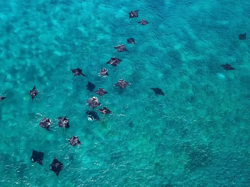 Aerial view of manta rays gathering in the shallows of Komodo