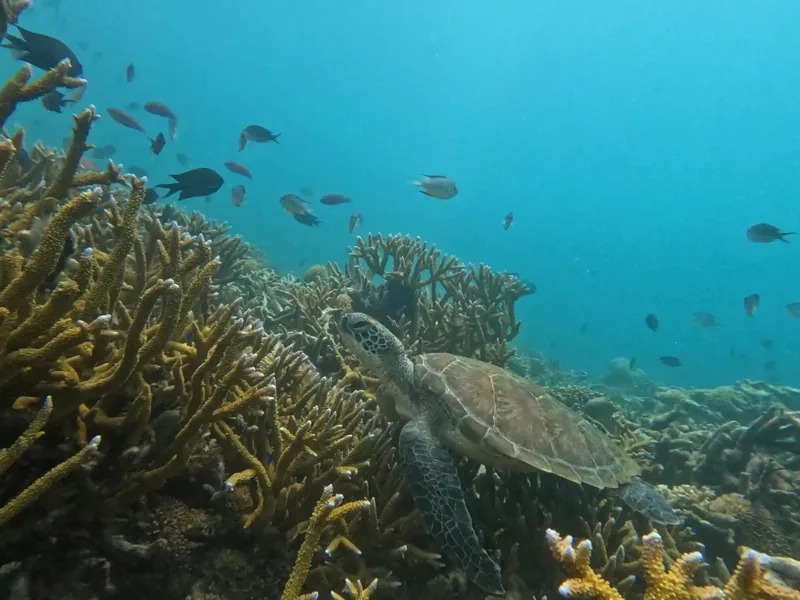 Scuba diver over a coral reef in Komodo National Park