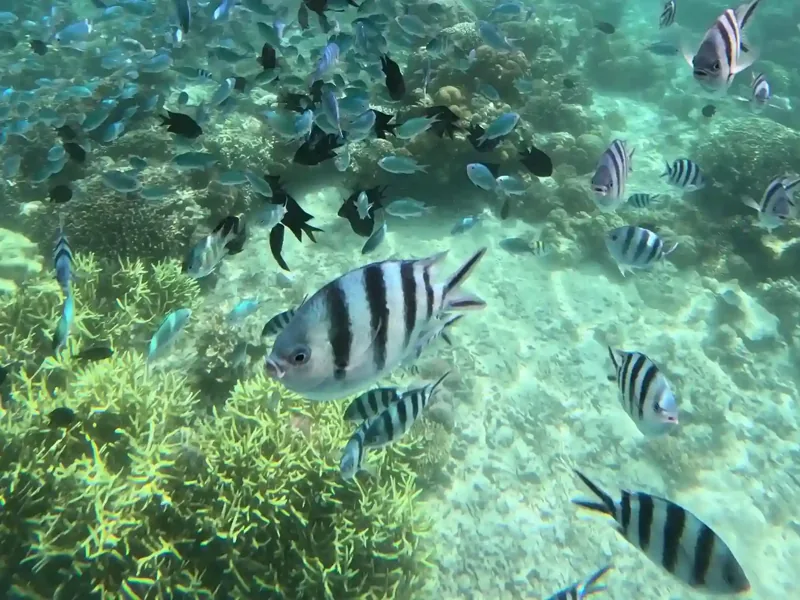 Reef fish over coral, Komodo