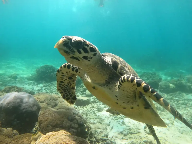 Exploring the Komodo Marine Life in 2027